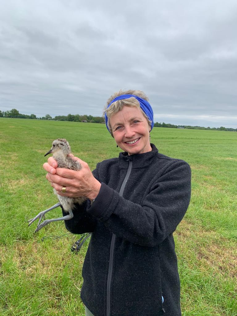 Mary Colwell - Curlew Action